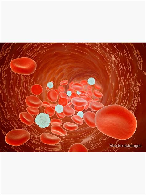 Red Blood Cell Flow Inside The Artery Sticker For Sale By