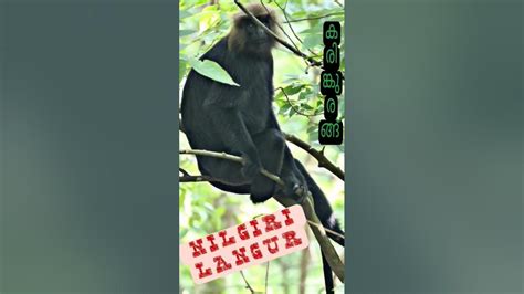 Nilgiri Langurkaringurangmonkeyblack Monkeynilgiri Langur