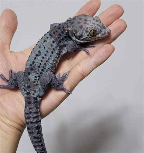 Preserving And Breeding The Tokay Gecko