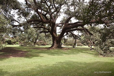 Charter Oak By Jory Authement Redbubble