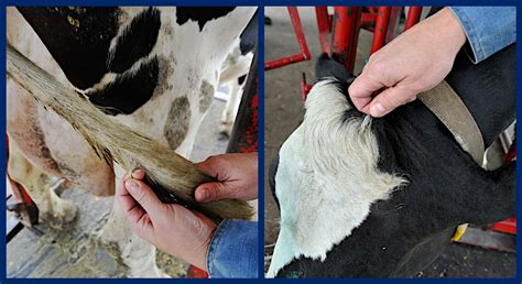 Veterinary Genetics Laboratory Cattle Dna Collection