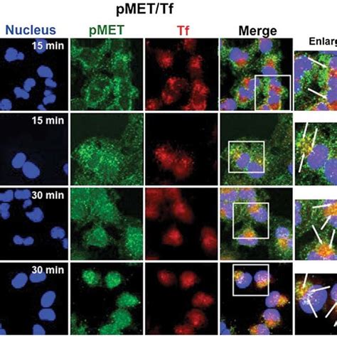 Evidence That Depletion Of Snx1 Promotes Hgf Induced Phosphorylated Met