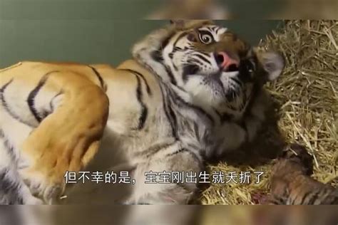 母老虎失去幼崽，饲养员找猪宝宝代替，没过多久饲养员就后悔了宝宝母老虎