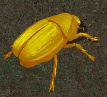 Fire Beetle Uoguide The Ultima Online Encyclopedia