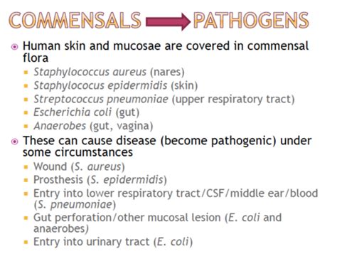 Pathogenesis Of Bacterial Infection Flashcards Quizlet