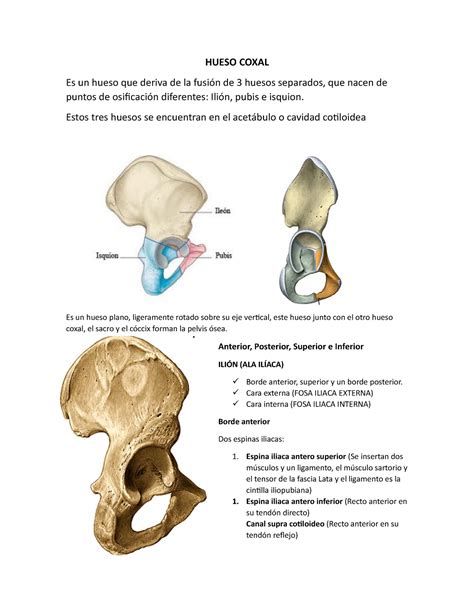 Hueso Coxal Hueso Coxal Es Un Hueso Que Deriva De La Fusi N De