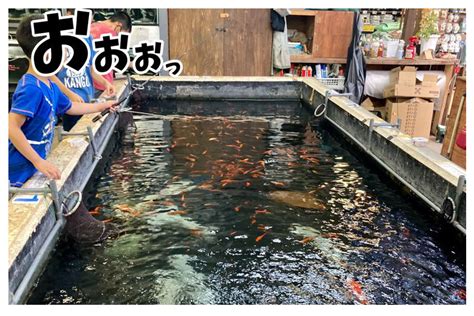 夏休み中のお子様にオススメ！吉田観賞魚のミニつりぼりで夏の思い出を！ 八王子ジャーニー