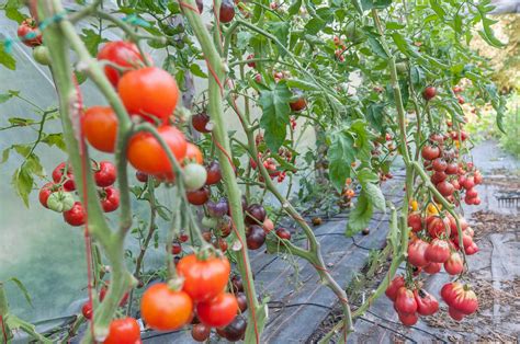 Tomaten im Gewächshaus