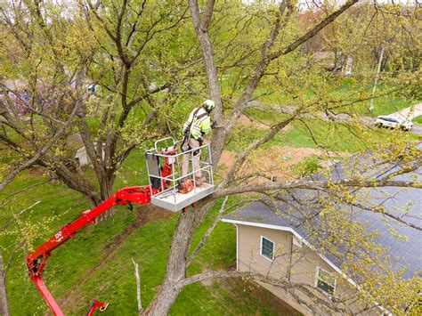 The Certified Arborists At Titan Arbor Care Are Experts At Tree Pruning