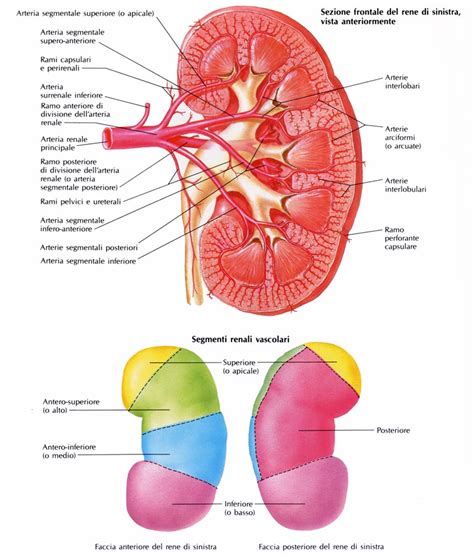 Vasi E Nervi Del Rene Medicinapertutti It