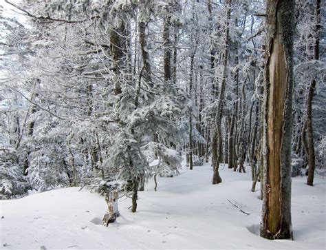 Fotos Gratis Rbol Bosque Desierto Rama Invierno Planta Clima