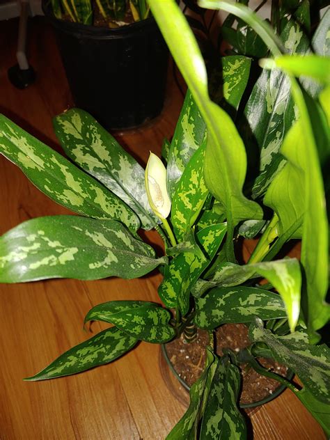 First flowering plant! My Chinese Evergreen is so giving 🌿😭 : r/houseplants