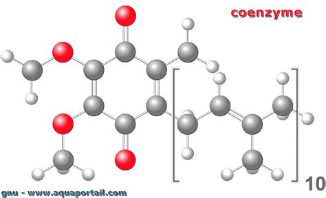 Coenzyme Définition Et Explications