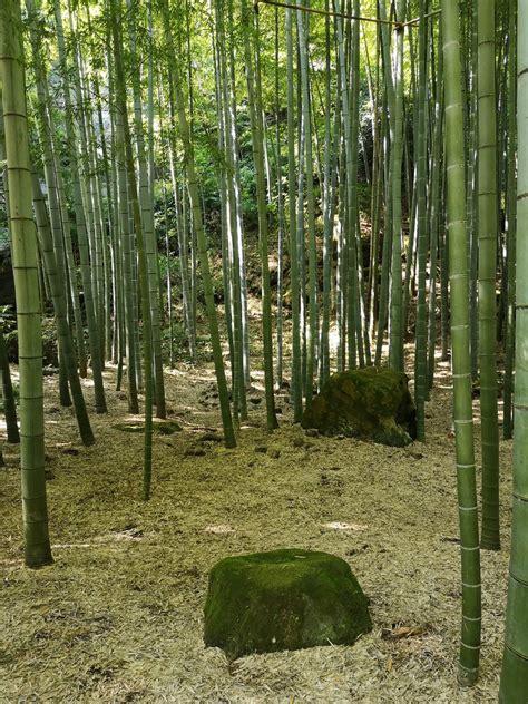 Hokoku ji 報国寺 Kamakura Kanagawa Japan Patryk Antkiewicz Flickr