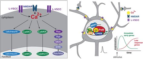 Activity Regulated Transcription Bridging The Gap Between Neural