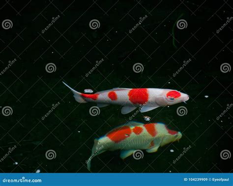 Peixes Brilhantes Japoneses Da Carpa Do Vermelho Alaranjado Na Lagoa