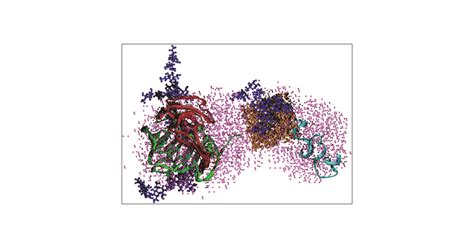 model    dimensional structure  human plasma vitronectin