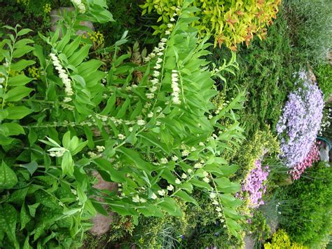 Купена в ландшафтном дизайне дачного участка (43 фото) - фото ...