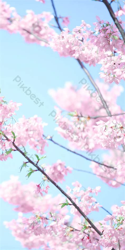 Romantic Cherry Blossom Sakura Vertical Version Of Spring Pink Phone Wallpaper Backgrounds | PSD ...