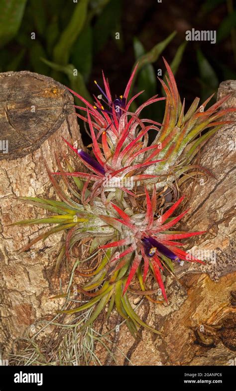 Tillandsia Fuego A Bromeliad Air Plant With Bright Red Foliage And Tiny Purple Flowers