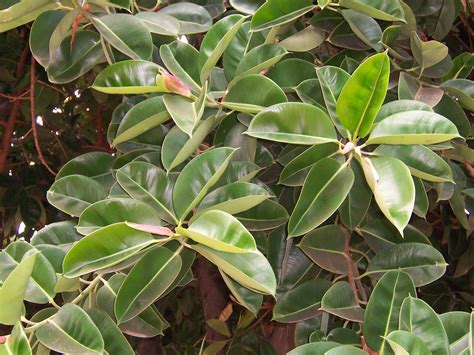 7 Tipos De Ficus Para Jardines Grandes