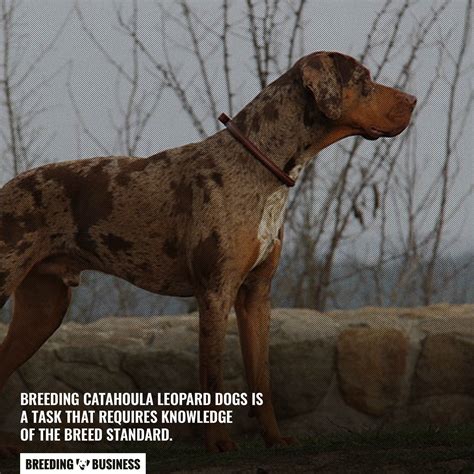 How To Breed Catahoula Leopard Dogs – History, Litter Size & FAQ