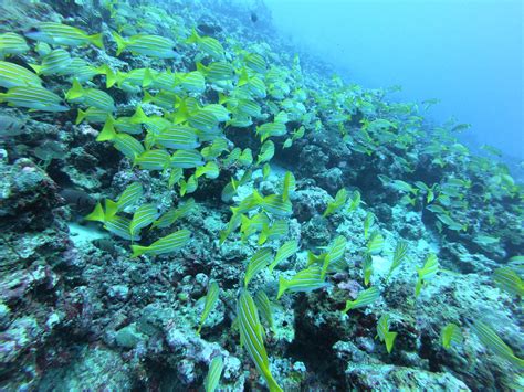 Kamadhoo Inn - Diving in Baa Atoll