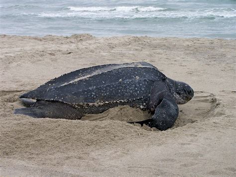 Leatherback sea turtle | Size, Diet, Adaptations, & Facts | Britannica