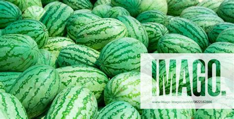 Giant Bunch More Mature Bio Watermelons To A Market Booth In India Freshness Tropical Fruits To