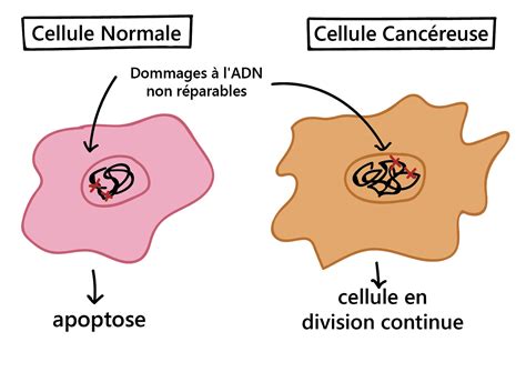 Traitement Du Cancer Et Aide En Français Quel Est Le Cancer