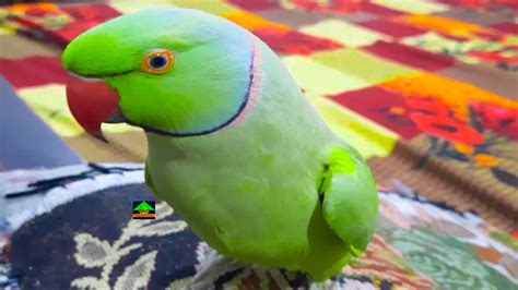 So Amazing Ringneck Talking Parrot Very Happily Speaking With Me In Urdu Hindi Looking So Cute