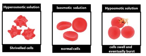 When a cell is placed in a hypotonic solution(a)solute exists in the cell to equalize the ...