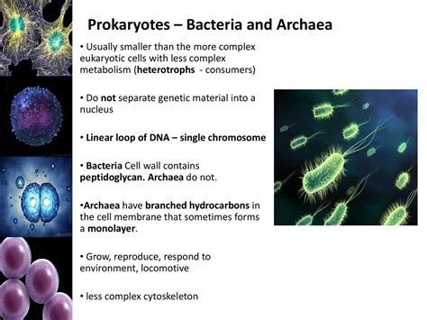 Cell Structure And Function Ppt Download