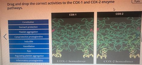 Solved Drag and drop the correct activities to the COX-1 | Chegg.com