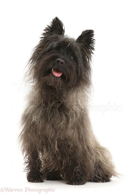 Dog: Black Cairn Terrier photo WP42891