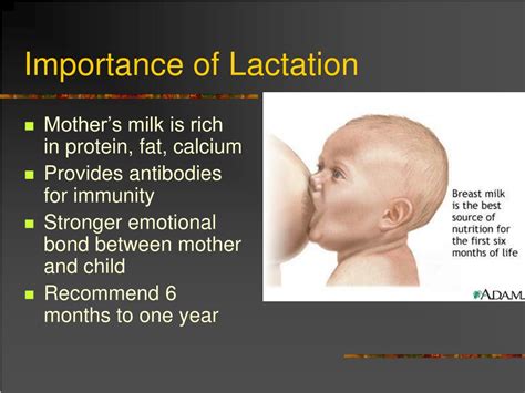 Ppt Structure And Function Of The Breasts Powerpoint Presentation Id