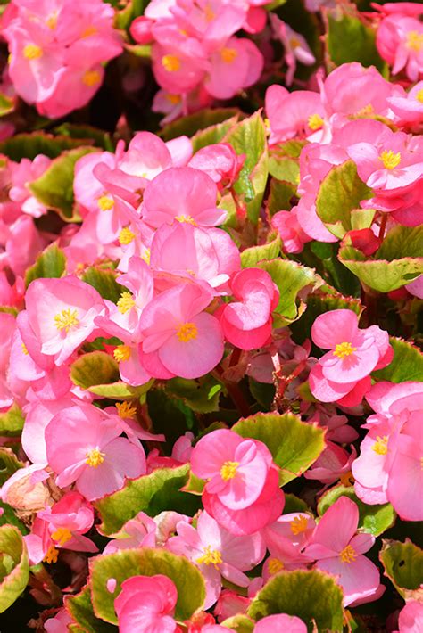 Ambassador Pink Begonia Begonia Ambassador Pink In Reno Sparks