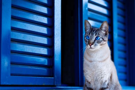 3840x2560 Cat With Blue Eyes 3840x2560 Resolution HD 4k Wallpapers, Images, Backgrounds, Photos ...