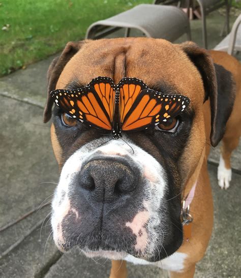 14 Cute Boxer Dogs That Can Brighten Up Your Life - PetPress