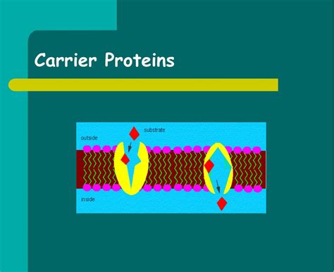 The Role Of Carrier Proteins In Transporting Molecules Across The Cell Membrane – We Are Eaton