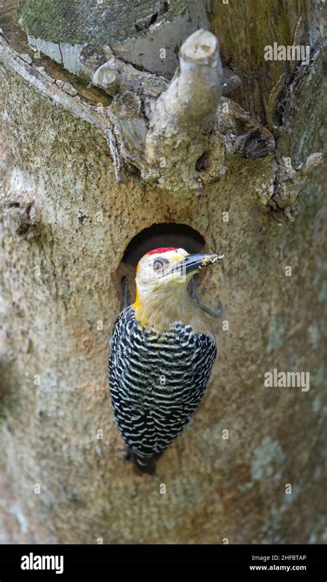 Hoffmann S Woodpecker Melanerpes Hoffmannii Male At Nesting Hole