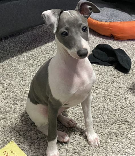 Italian Greyhound Puppies For Sale | Miami, FL #333485