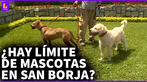 Cuál es el límite de mascotas permitidas en San Borja Municipalidad