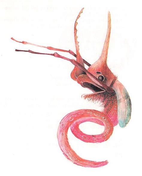 A Drawing Of An Octopus With Its Mouth Open And Tentacles Hanging Down