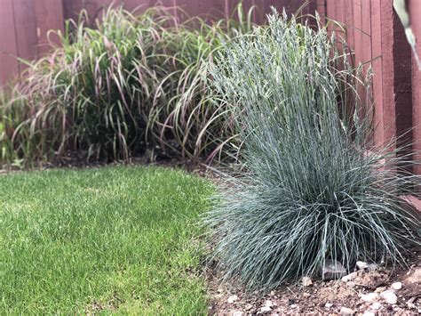 Ornamental Grasses Of Puget Sound Nursery Blog — Ornamental Grasses