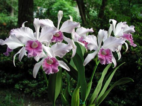 Cattleya Canhamiana Coerulea Sty Plc Part Of My Orchids Se Flickr