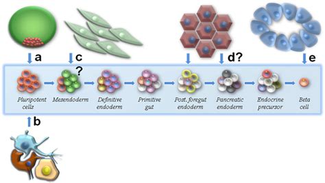 B Cell Regeneration Approaches Conventional Means Of Pluripotent Stem