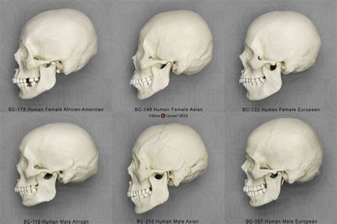 Human Male And Female Skulls African Asian And European Side View