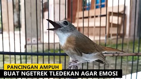 Suara Burung Srdc Pancingan Tledekan Gunung Sulingan Bakau