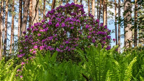 Plants That Will Thrive Under A Pine Tree